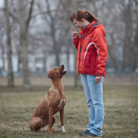 Clicker Dog Training – 4 Important Points